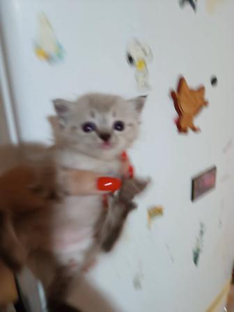 Кошечки