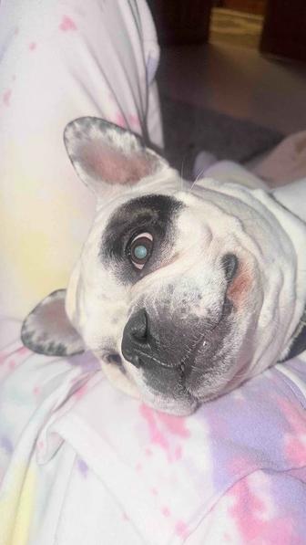 Передержка маленьких собак до 10 кг