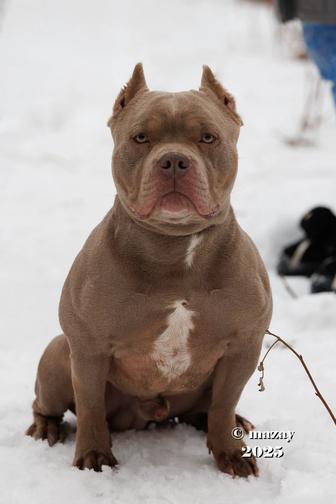 Американский булли