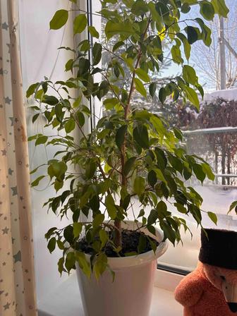 Фикус Бенжамина