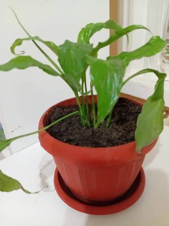 Продам цветы женское счастье
