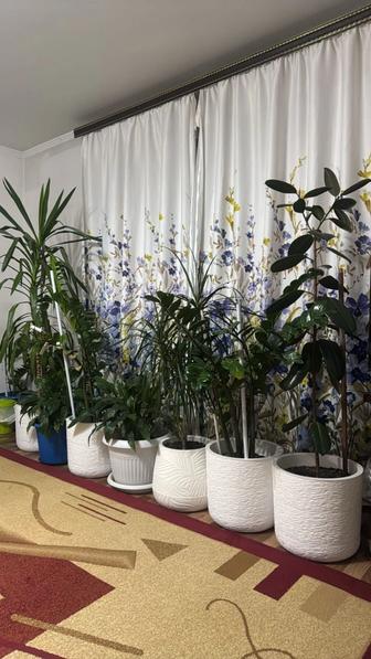 Комнатные растения