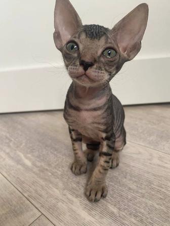 Продам котят сфинкс