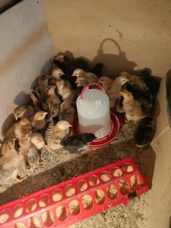 Продам цыплят кучинской породы