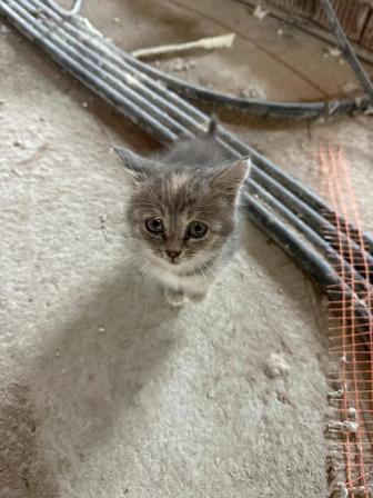 Котенок в добрые ручки