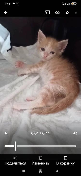 Котята мальчики 2 мес в хорошие руки