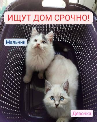 Котята (мальчик и девочка) ищут дом!