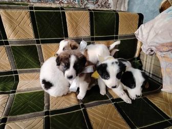 Щенки в хорошие руки!