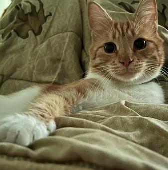 Отдам даром кота