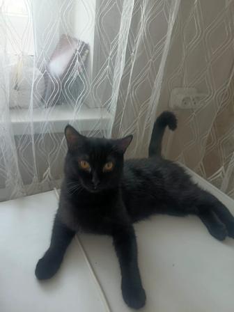 Котик Mister Black. Кастрирован. 8 месяцев