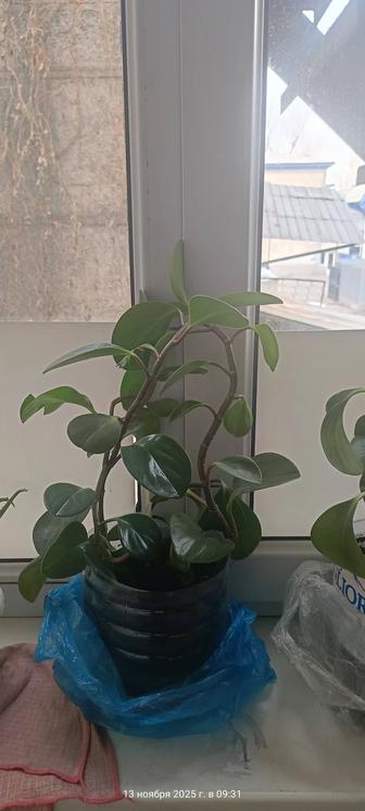 Цветы комнатные распродажа