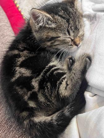 Котенок британской породы