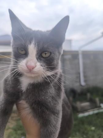 Отдам котят