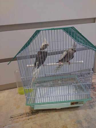 Безщекие корелы пара