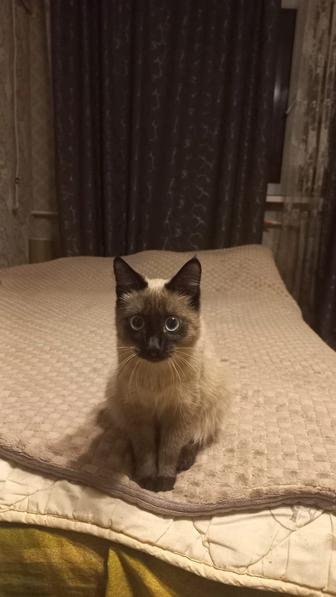 Котенка мальчик