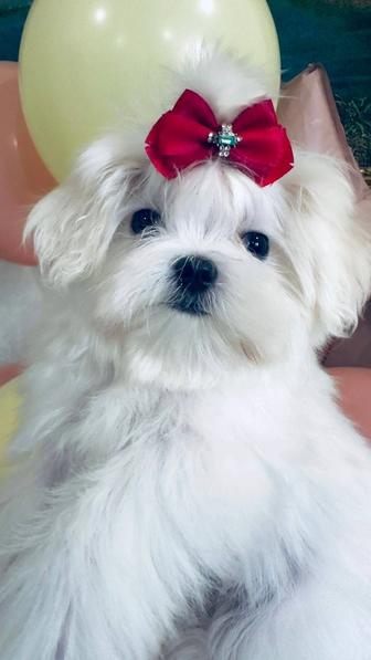Мальтезе девочка мини