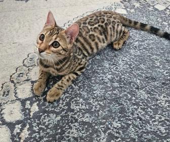 Бенгальский котенок 4 месяца,ходит в лоток,игривая