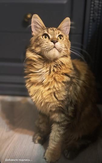 Кошечка Мейн Кун ! Гигантская линия