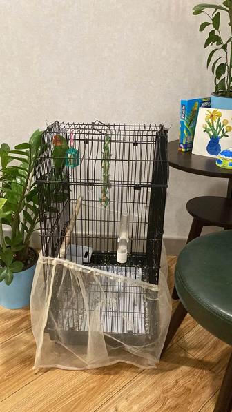 Продам попугая неразлучника