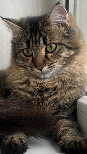 Кошечка Николь , 8 месяцев