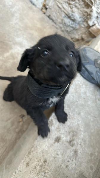 Щенок даром