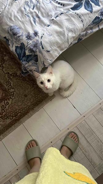 Отдам кота в хорошие добрые руки