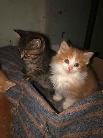 Отдам котят