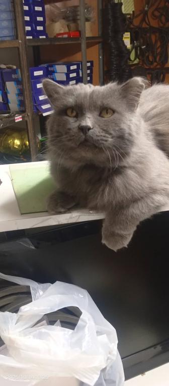 Коты кастрированные