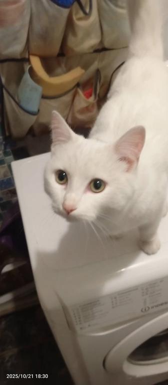 Коты кастрированные