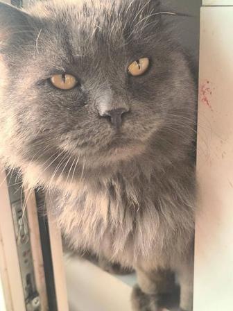 Коты кастрированные