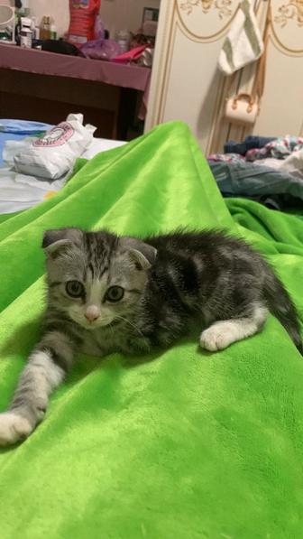 Котенок