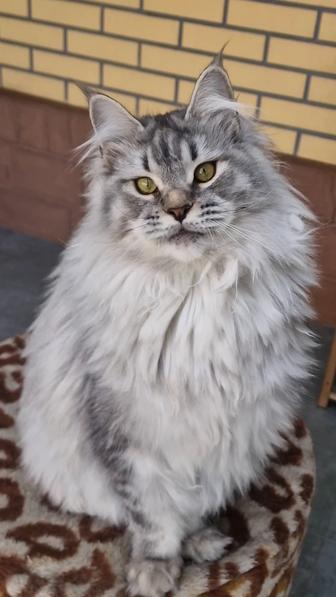 Кошечки мейн-кун