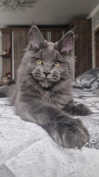 Котенок мейн-кун