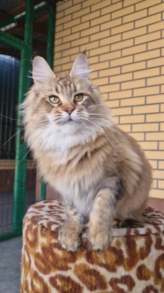 Кошечки мейн-кун