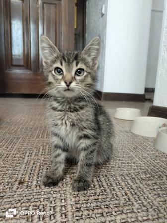Котенок -мальчик ищет дом