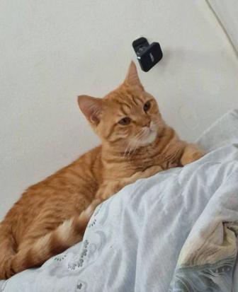 Отдам рыжего британца котёнка в добрые руки