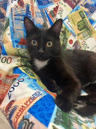 Отдам котенка, очень преданный
