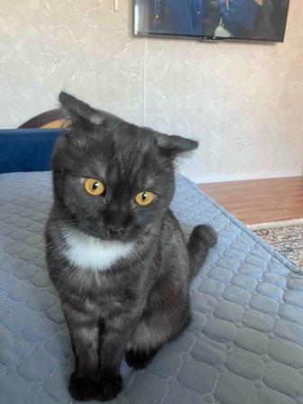 Продам котенка ,брали совсем маленького ,сейчас уже большой