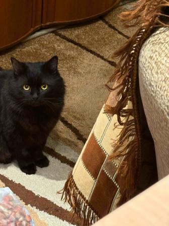 Котик Багира в добрые руки!