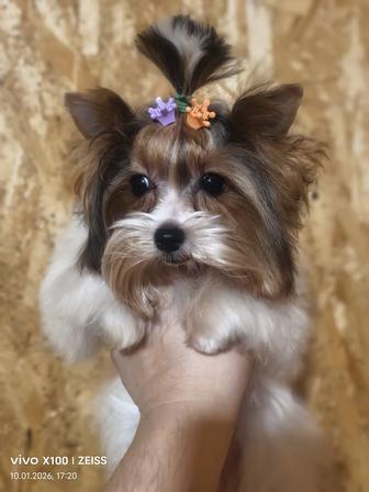 Продам щенков бивера.