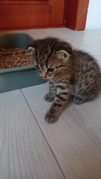 Котята