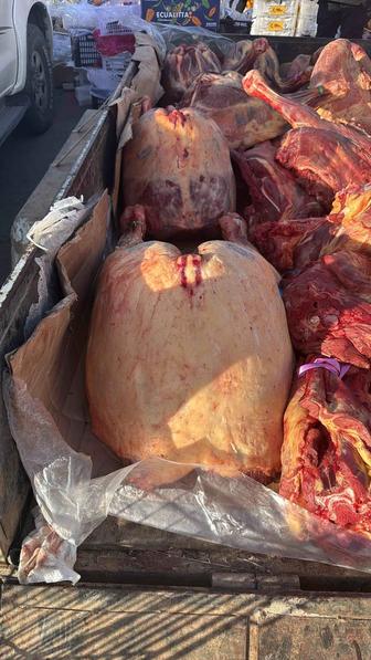 Мясо Конины (жабагы,байтал) согым