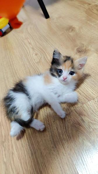 Отдам котят