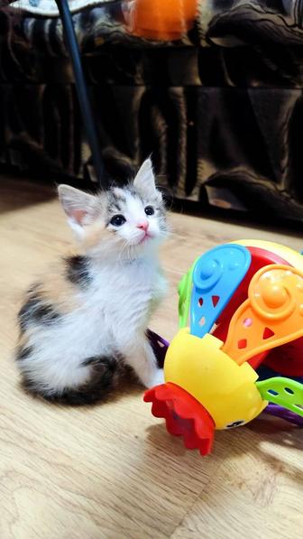 Отдам котят