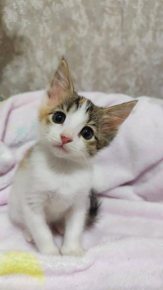 Отдам котят