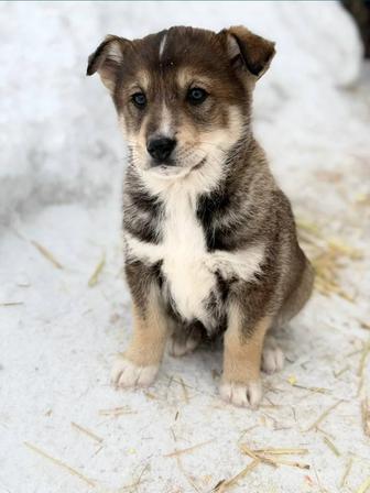 Отдам щенка в добрые руки