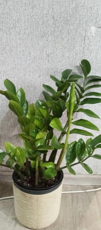 Продам замиокулькас долларовое дерево