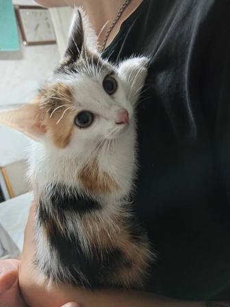Отдам котят