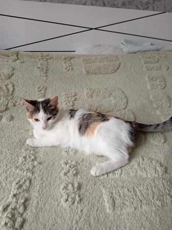 Отдам котят