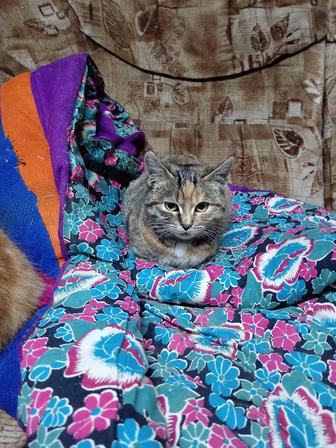 Отдам котят